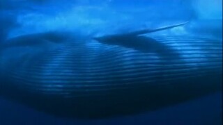 demo blue whale.flv