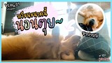 บอยนอนตุย ~ หวีขนแบบนี้บอยฟินสุดๆ || Vlog 01