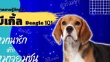 สุนัข Beagle มารู้จักสุนัขบีเกิ้ล นิสัย หมาน่ารัก หรือ หมาจอมซน
