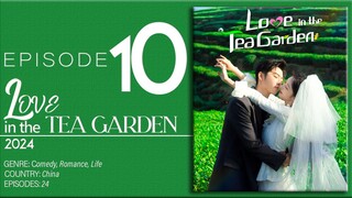 🇨🇳EP10 Love In The Tea Garden (2024)