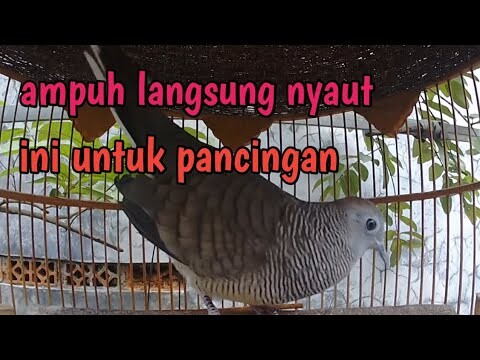 Perkutut lokal gacor suara manjur untuk pancingan.