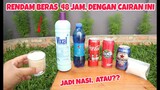 EKSPERIMEN: 48 JAM BERAS DIRENDAM DENGAN CAIRAN INI.. JADI NASI? #experiment