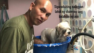 Paano magpaligo ng Lhasa Apso, Bathing, Drying and Grooming.