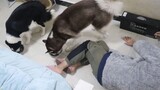 【Husky】I pretend to down motionlessly and watch how my dogs react