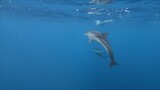 [Động vật]Nhật ký niềm vui của một nhà hải dương học