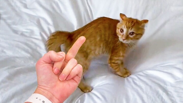 Funniest Animals π±βπ - Funny animal videos can't help but laugh 2021 π| MEOW - Bilibili Funniest Animals π±βπ - Funny animal videos can't help but laugh 2021 π| MEOW - Bilibili