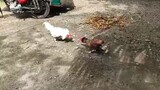 white hatch broodcock vs pumkin Hennie broodcock