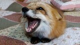 [Animals]Irritable moments of a cute fox