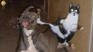 CATS vs DOGS 🐱🐶 What they allow themselves 🤣 FUNNY ANIMALS VIDEOS 2023