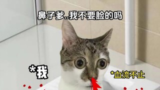 Có vẻ như ông chủ đã chấp nhận thực tế...