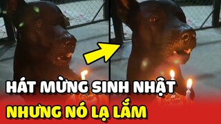 Chú chó hát MỪNG SINH NHẬT mình nhưng tone này lạ lắm 😂 | Yêu Lu