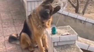 Video hài của thế giới chó