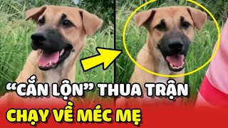 Thanh niên CẮN LỘN THUA chạy về nhà MÉC MẸ cầu cứu 😂 | Yêu Lu