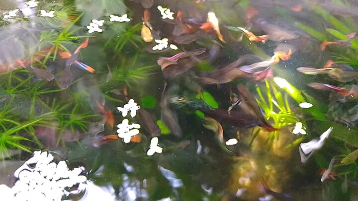 guppies #fishpond