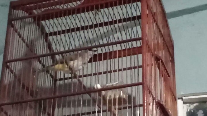 Masteran Trucukan Pagi Siang Sore Malam Pancingan Burung Trucuk Malas Bunyi