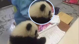 Panda emojis are not just dark panda heads but actual pandas!