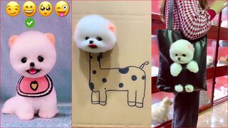 Chó Phốc Sóc Mini - Funny and Cute Dog  Pomeranian😍🐶 #20