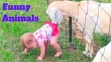 ðŸ’¥Funny Animals Viral WeeklyðŸ˜‚ðŸ™ƒðŸ’¥of 2020 | Funny Animal VideosðŸ’¥ðŸ‘Œ