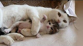 The Amazing Cats Hugs Kitten ►Mom Cat Hugging and Kissing Baby Kittens Video Compilation 2017 วิดีโอ