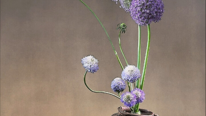 Chinese flower arrangement tutorial of Allium grandiflorum and Cordyceps sinensis #Expedition flower