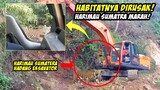 Kemunculan Harimau Sumatera Saat Excavator Membuka Hutan