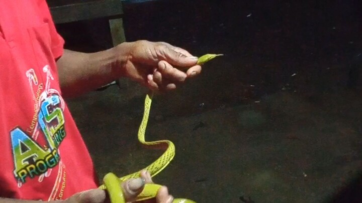yellow vine snake