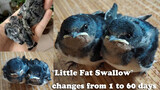 [Animals]A swallow's growth recording video