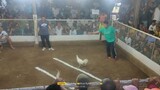 3 cock derby @camiguin meron wins magulang masyado...sayang lang ninakaw siya ater a month.