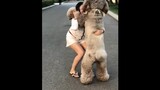 [Dog] A huge baby