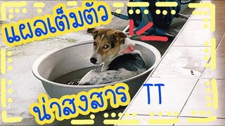 โลกของแสนดี ตอน แสนดีโดนกัด!!