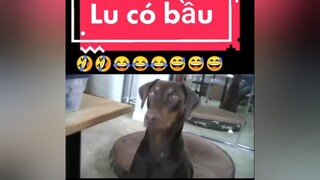 giảitrí chócute chómèohàihước  Lu có bầu😂😂😅😅