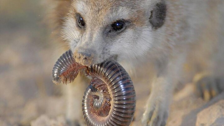 "Núi Meerkat nối với những ngọn núi bên ngoài"