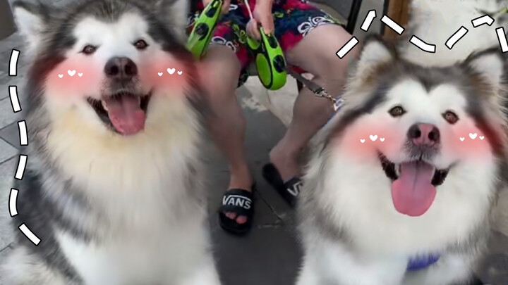 Treat my Alaskan Malamutes to Puppuccino