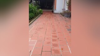 cùng 4 chân như nhau mà sao thằng mèo nó láo thế...??? chó_cưng chó thúcưng mèo pet dogsvideo dog cat catsoftiktok cats dogandcat