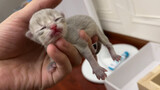 Menyambut Kehadiran Dua Ekor Bayi Kucing Bulu Panjang! [Keseharian]