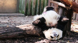 [Panda] He Hua Doesn't Know How Cute She is