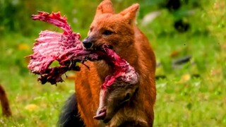 Dholes Tear A Sambar Deer Alive.