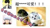 [Gintama] Mèo dễ thương quá, chúng có ý đồ xấu gì cơ chứ?!