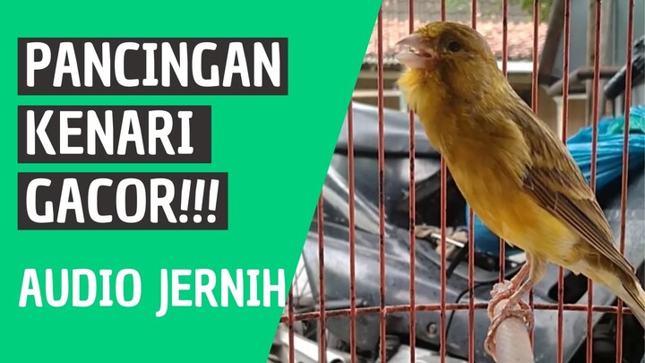 Suara Pancingan Burung Kenari Gacor Cocok dijadikan Masteran Kualitas Audio Jernih