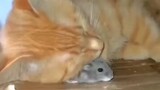 Kucing tidur dengan makanannya di atas bantal, Kucing tidur nyenyak hingga tikus tidak berani memeja