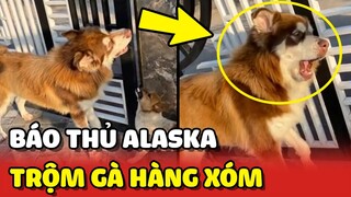 Báo thủ ALASKA đi TRỘM GÀ hàng xóm về bị bố bắt quả tang 😂 | Yêu Lu