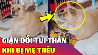 Đáng yêu trước biểu cảm 'GIẬN HỜN TỦI THÂN' của bé chó khi bị mẹ trêu 😅 Gâu Đần