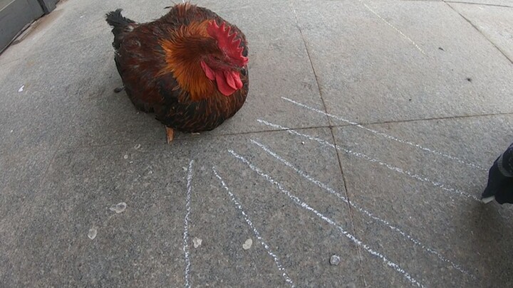 It is said that if you draw a line in front of a rooster, you will be hypnotized. For this reason, I