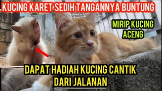 Masya Allah Dapat Kucing Cantik Dan Lucu Gratis mirip Kucing Aceng..!