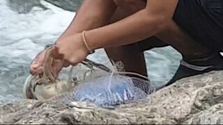 cast net fishing in Nepal | asala fishing | himalayan trout fishing |