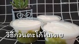 วิธีกวนตะโก้ใบเตย ขนมไทยทำได้ไม่ยาก เทคนิคทำขนมไทย
