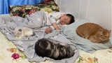 Seorang bayi yang dibesarkan oleh seekor kucing~ Sekarang dia pergi tidur dengan kucing itu sendiria