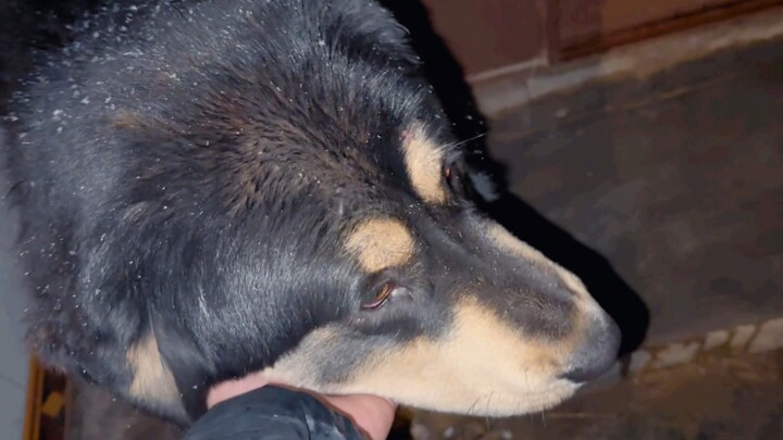 Chaimen mendengar gonggongan anjing, dan kembali ke rumah pada malam bersalju. Salju pertama di tahu