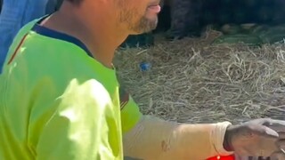 Highly efficient watermelon harvesting