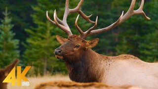 Taiga Awakening - Bears, Grouse, and Golden Waves _ Full Documentary